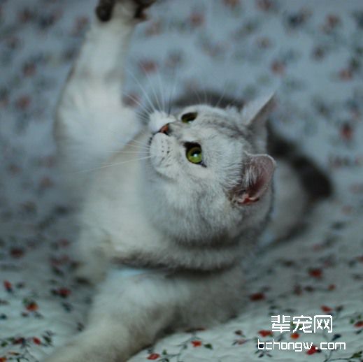 不要让猫咪患上空调病
