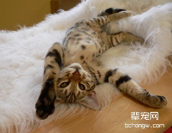 母猫一窝究竟能产几只仔猫