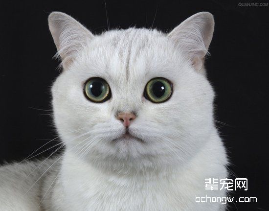如何治疗猫咪的耳螨