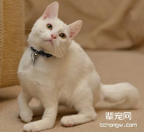 猫被烫伤该怎么处理
