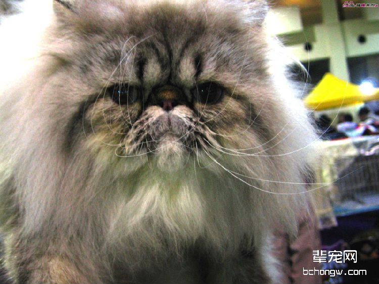 宠物猫与家人健康