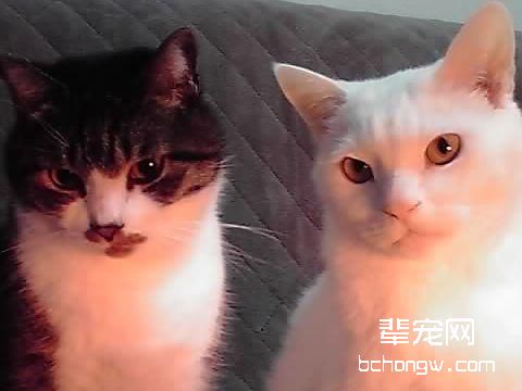叫你如何预防老年猫的四大疾病
