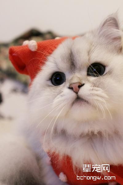 确定母猫怀孕的简单方法