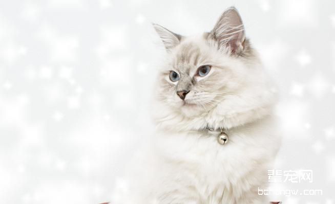 冬季如何预防猫咪感冒