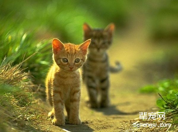 给猫咪驱虫应该注意哪些事项