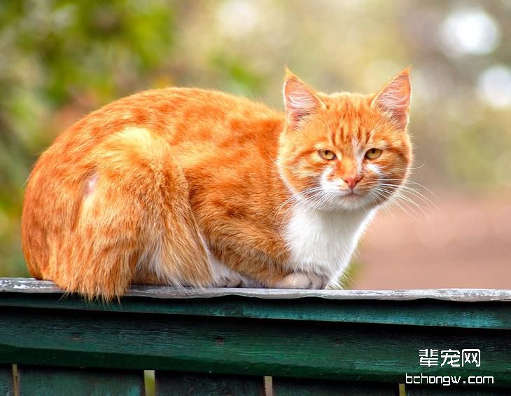 营养不良可导致猫咪流产