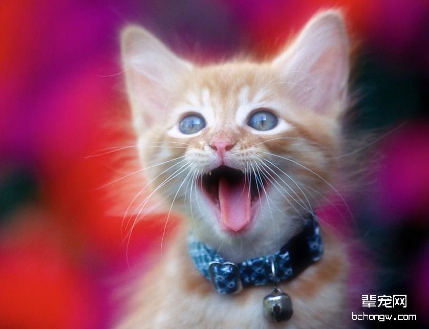 猫发情闹春怎么办？需要做绝育吗？