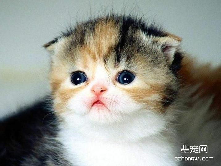 猫咪不小心被鱼刺卡主怎么办