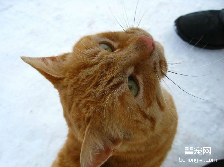 猫咪流口水是饿了还是病了