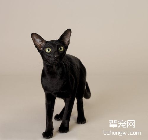 猫咪繁殖在CFA上的分类