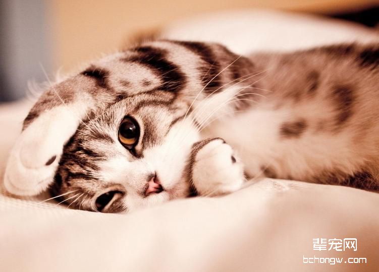 猫咪发情时候的注意点