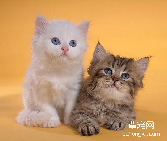 猫咪也讲究优生优育
