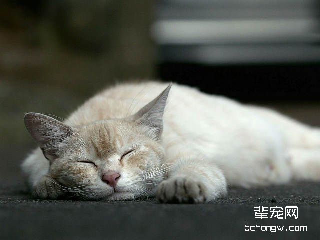猫瘟可怕但不会传染给人类
