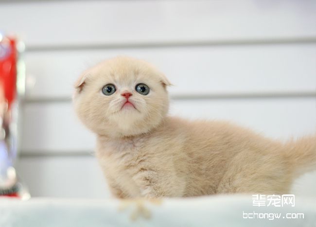 折耳猫同种繁殖残疾概率高