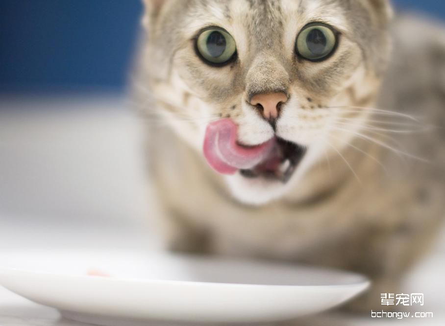 对于猫咪口臭要引起重视