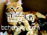 母猫在家中生育需要注意的事项