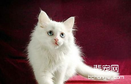 哪些原因会导致猫咪呕吐