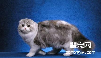 关于苏格兰折耳猫的骨软骨发育不良的知识