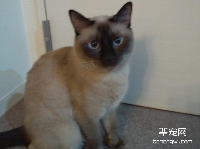 中西医药结合有助于治疗猫胃肠炎