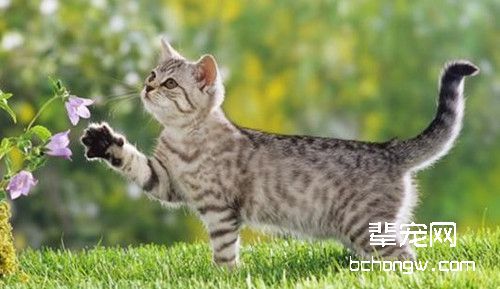 母猫怀孕期间需要注意哪些问题