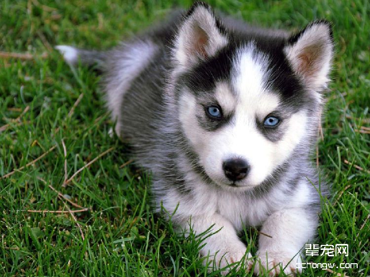 阿拉斯加雪橇犬掉毛吗