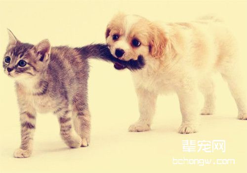 关于猫狗的湿疹