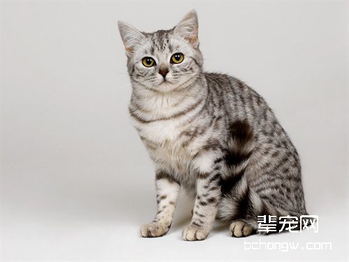 猫咪体内驱虫注意事项