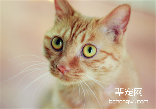 猫咪多大可以进行猫咪驱虫