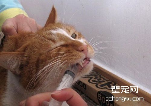猫咪不肯吃药？教你实用猫咪喂药技巧