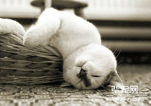 猫咪的镇痛及药物使用