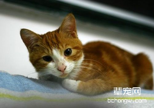 浅谈猫咪的泻药