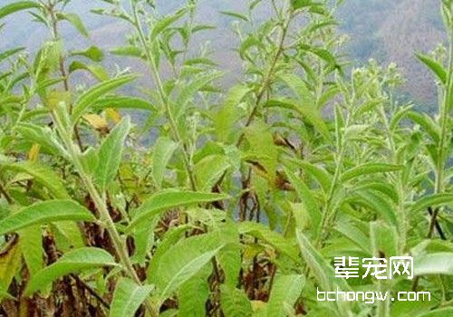 适宜猫咪外用的中药