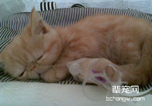 猫咪输液治疗异常及并发症的应对措施