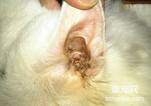 滴耳液治疗猫咪耳螨的步骤