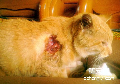猫咪受伤后伤口的处理方法