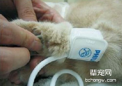 给猫咪测血压的方法及意义