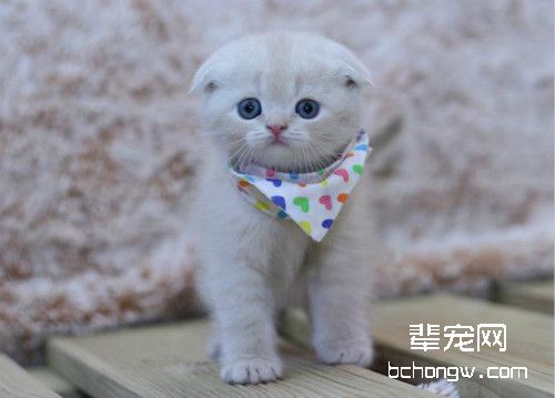 苏格兰折耳猫必须要绝育吗