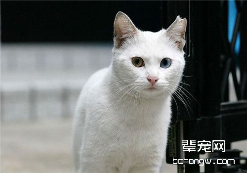 猫咪绝育手术后的护理要点