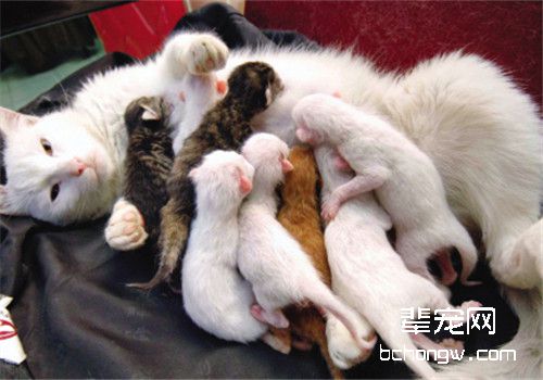 猫咪也会流产吗？如何预防母猫流产？