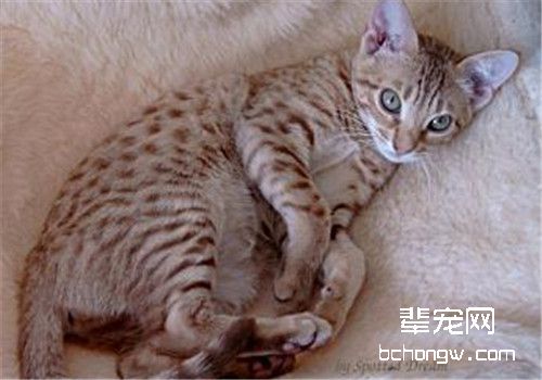 宠物猫怀孕怎么办？
