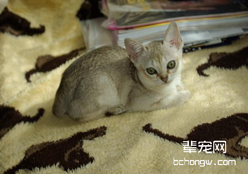 引发猫咪流产的原因及预防措施