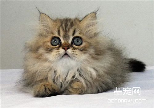 金吉拉猫繁殖注意事项