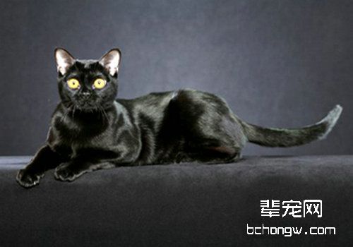 猫咪恰当的配种时间