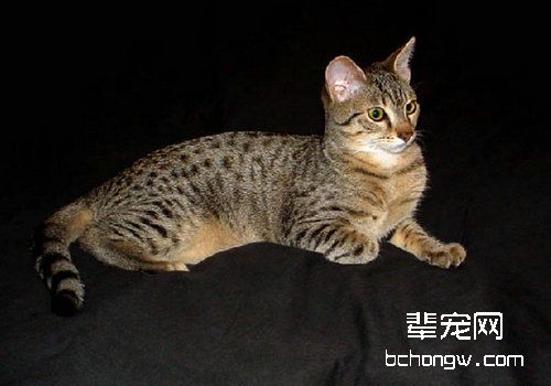母猫难产的征兆
