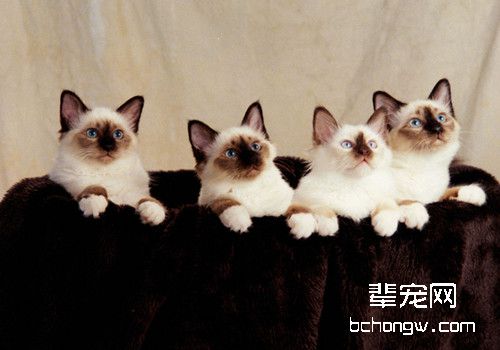 猫咪怀孕时是否可以吃海鱼