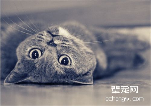 如何判断猫咪是否怀孕