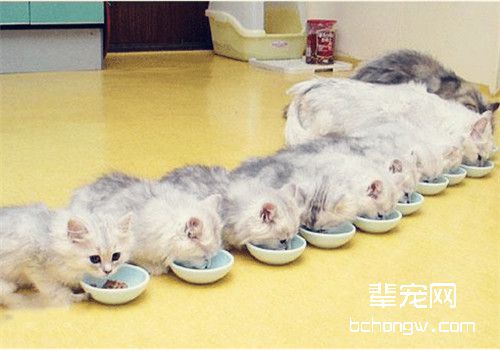 猫咪临产前，主人要准备些什么