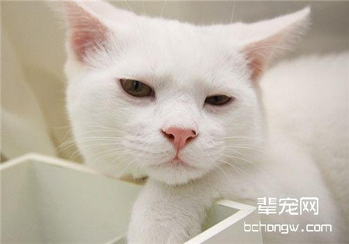 猫咪近亲繁殖的影响