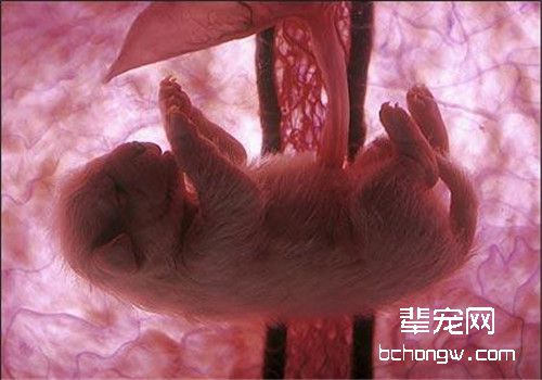 导致猫咪出现假孕的原因