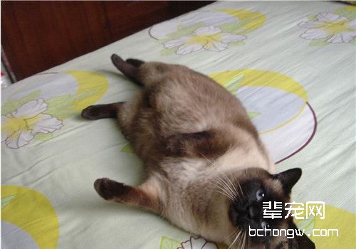 怀孕暹罗猫的照顾方法